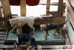 Пилы визжали, собаки лаяли, Булка  целовалась
