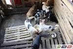 Пилы визжали, собаки лаяли, Булка  целовалась