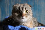 Пилы визжали, собаки лаяли, Булка  целовалась