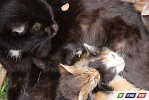 Пилы визжали, собаки лаяли, Булка  целовалась