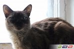Пилы визжали, собаки лаяли, Булка  целовалась