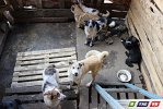 Пилы визжали, собаки лаяли, Булка  целовалась