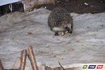 Еж - костогрыз. Увиденное собственными глазами