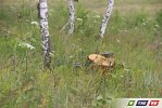 Зеленые рощи вокруг Гая вырубают