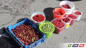 Гайские ягоды дороже заморских фруктов
