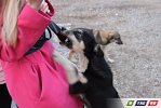 Привет! У нас живет 110 кошек и собак