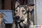 Привет! У нас живет 110 кошек и собак
