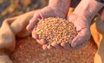 В Гае незаконно продали 280 тонн зерна