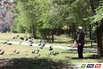 Во дворе на ул. Орской, 109 голубей кормят, как кур