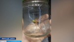В Башкирии - нашествие ядовитых пауков