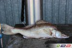 В Ириклинском водохранилище вылавливают рыб - мутантов