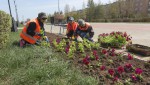 Озеленители ООО «Спецсервис» высаживают рассаду цветов в клумбы города