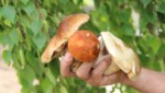 Гайчане открыли грибной сезон в начале июня