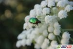 Утренняя находка в малине растрогала всех