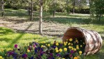 Россыпь цветов появилась... из бочки