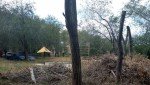 Гайчанку беспокоят заросли амброзии на тротуарах