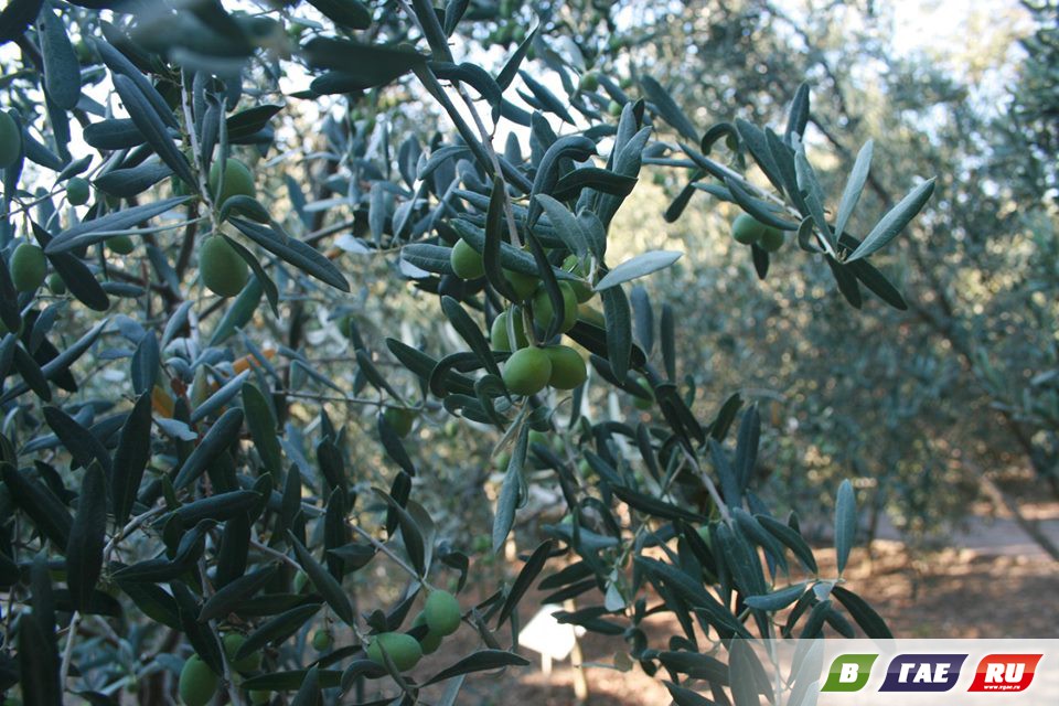 Там, где растут оливковые рощи