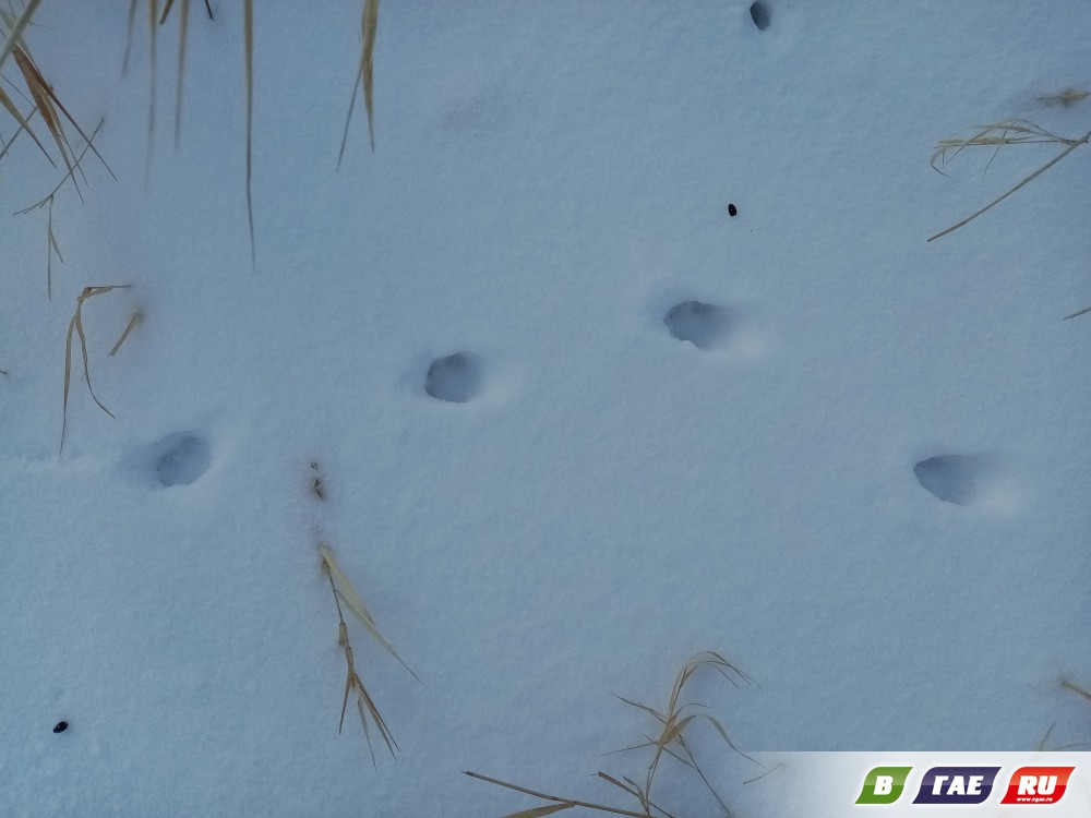 Гайчанин расшифровал следы на снегу