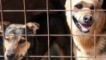 Приют для животных на карантине и нуждается в помощи