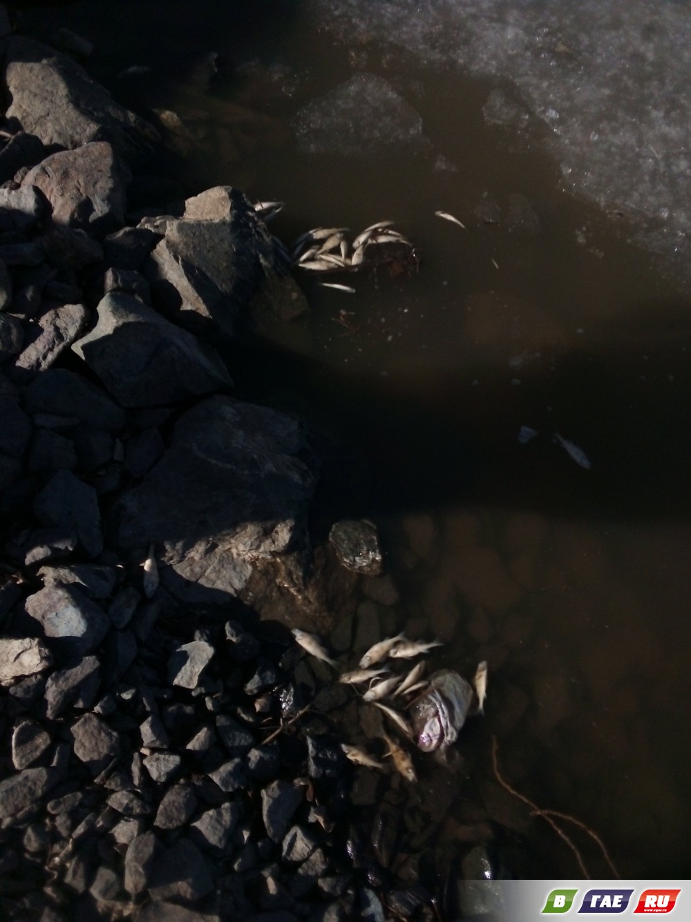 На камейкинском озере померли рыбки их выбросило