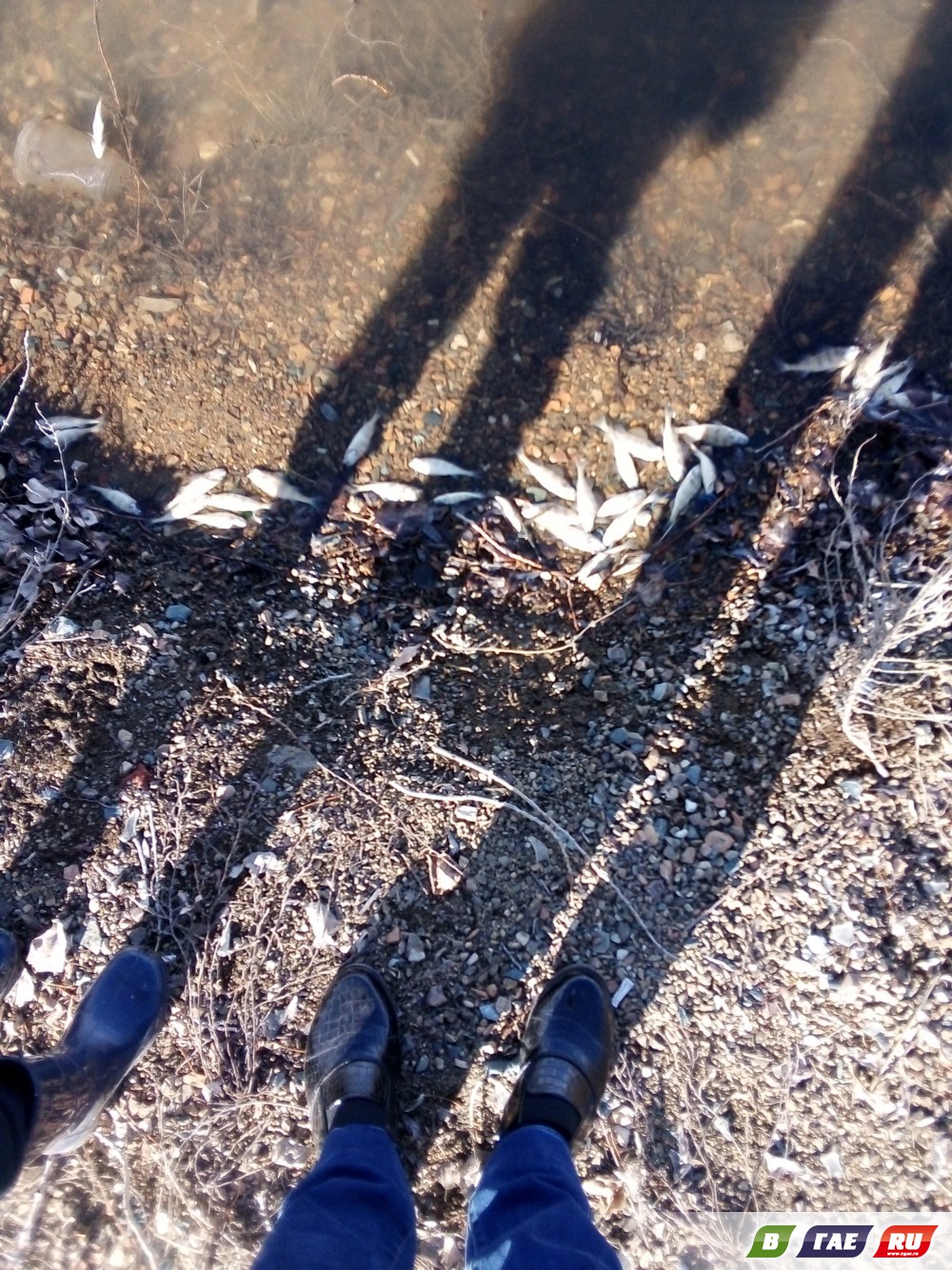 На камейкинском озере померли рыбки их выбросило