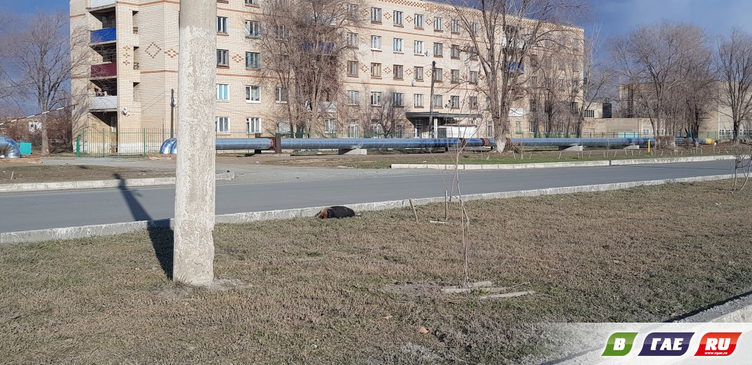 Почти месяц на пр.Победы лежит мертвая собака