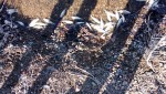 На Камейкинском озере выбросило молодняк дохлого окуня