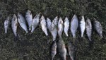 Рыбак незаконно выловил плотву и окушков