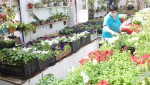 Назван адрес выращивания цветов для городских клумб