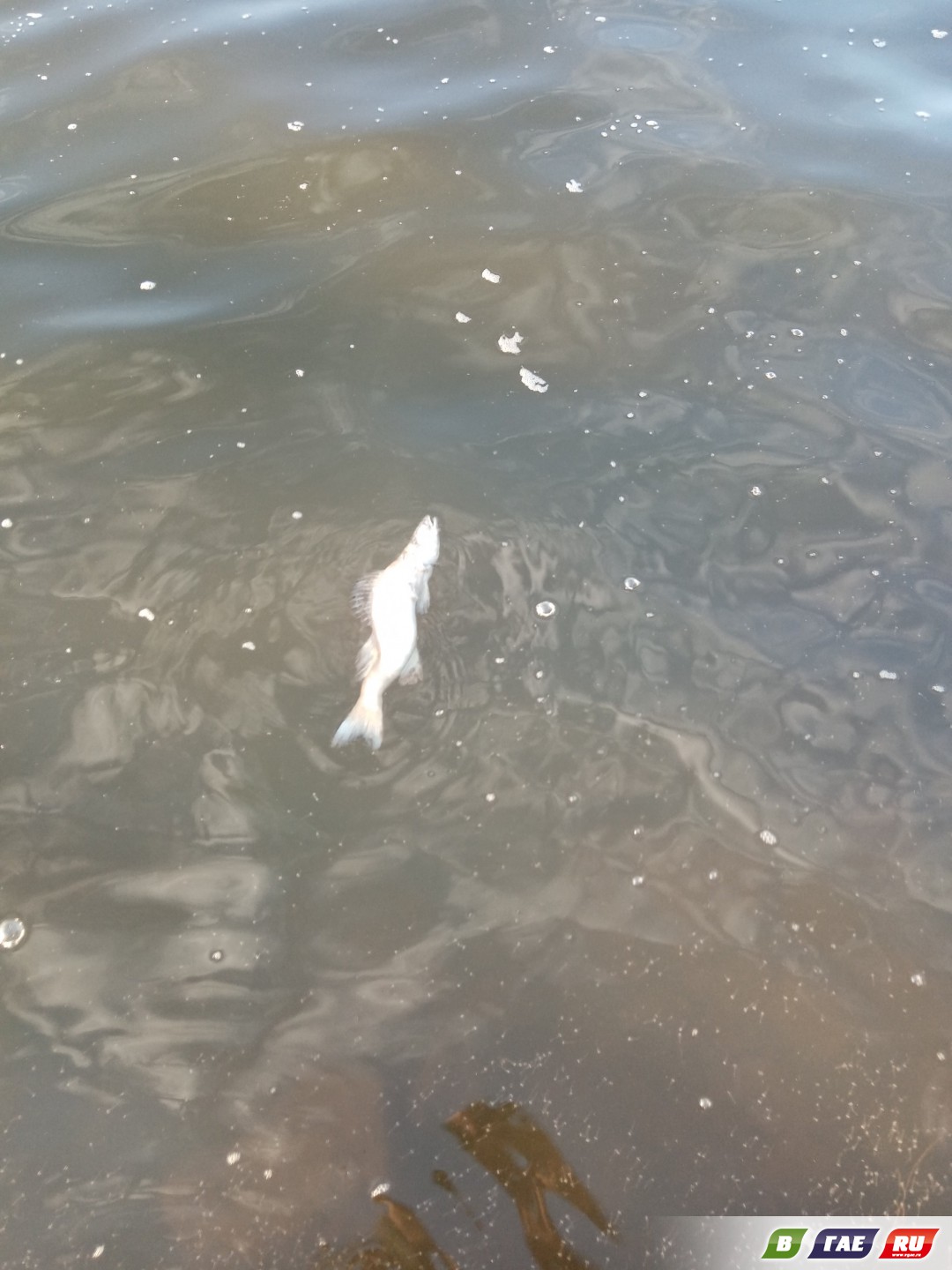 На Ириклинском водохранилище опять дохнет рыба,