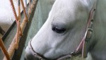 У белоснежного  шетлендского пони Диды появилось потомство