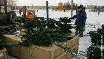 На площади будет установлена новогодняя елка из живых сосен