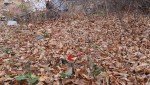 В осенней листве заметили ежа-кроху
