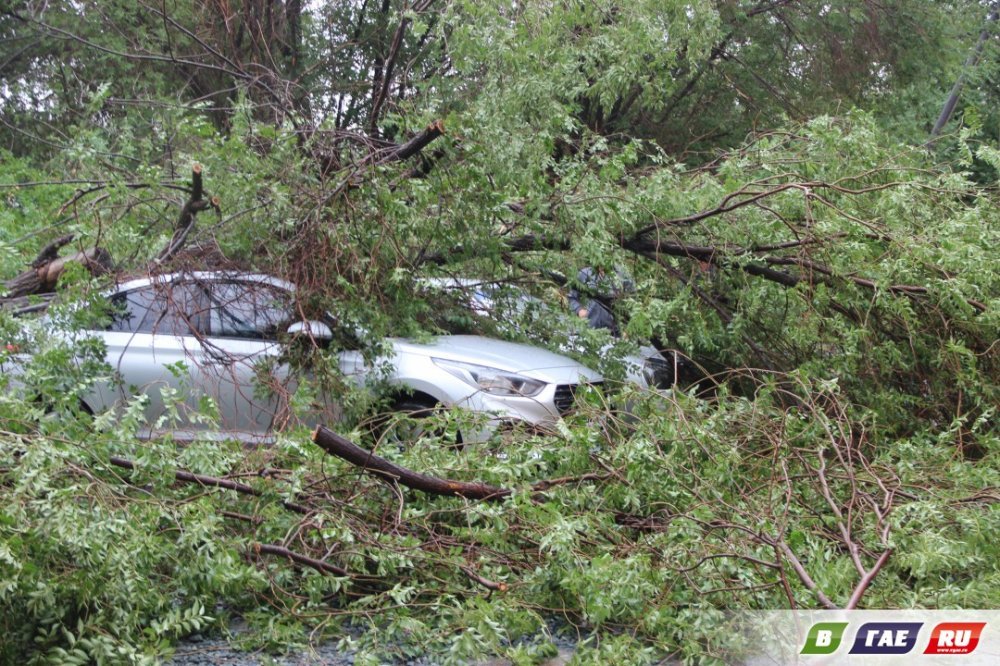 126 434 рубля взыскали с администрации за упавшее дерево