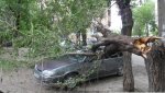 Администрация все-таки заплатит 126 434 рубля за упавшее дерево