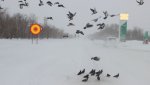 На проезжей части Орского шоссе  кормятся сотни голубей. И гибнут