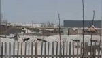 Видео своры собак в Калиновке отправили губернатору Денису Паслеру