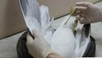 Установлена причина смерти чайки, найденной возле БК-2