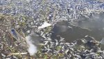 В Культурном пруду массово погибла рыба