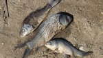 Названа возможная причина массовой гибели рыбы в культурном пруду