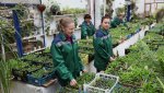 Озеленители ГОКа выращивают 300 тыс корней саженцев для клумб Гая