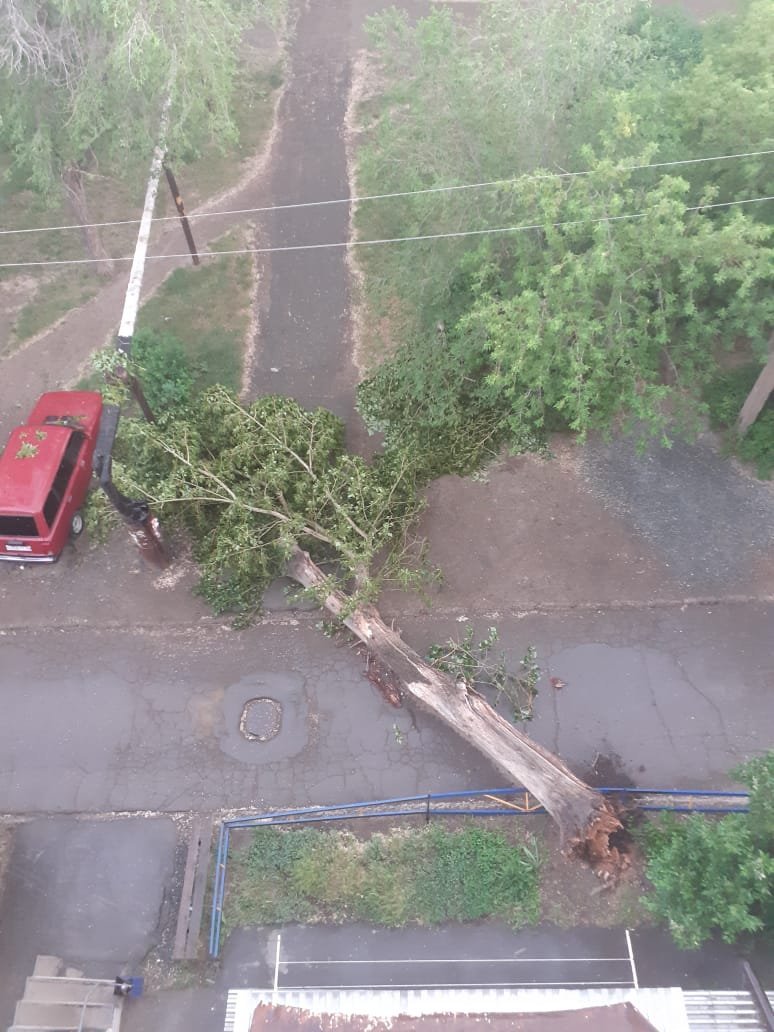 Огромное дерево рухнуло на землю