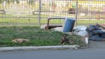 В пер. Парковый собаки оккупировали детскую площадку