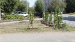 Арсланов Гайса посадил в своем дворе 11 «природных очистителей»