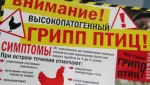 В Оренбуржье зафиксирован грипп птиц