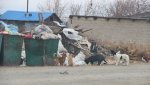 Читатели прислали фото мусорок в поселке Калиновка