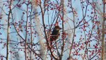 Зимующих птиц – в фотостаю
