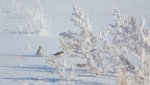 «Белоснежки»   из Арктики гостят в окрестностях Гая