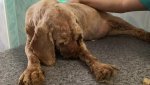 Нашелся хозяин собаки, с которой состригли 3 кг грязной шерсти