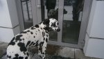 Безалаберные соседи выпускают собак гулять одних на улицу